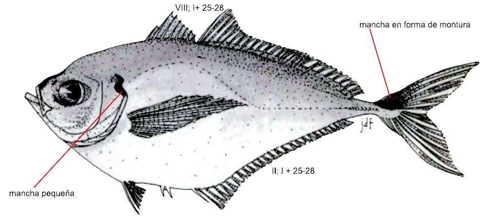 Chloroscombrus chrysurus_001.jpg